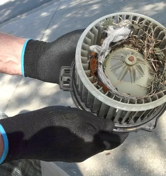 About Air Duct Mice Removal in Fruit Cove, FL